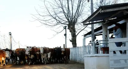 valdez rematara 400 vacunos en molles el miercoles 17