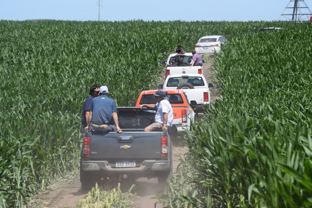 Estancia María Dolores: recorrida por chacras con maíces.