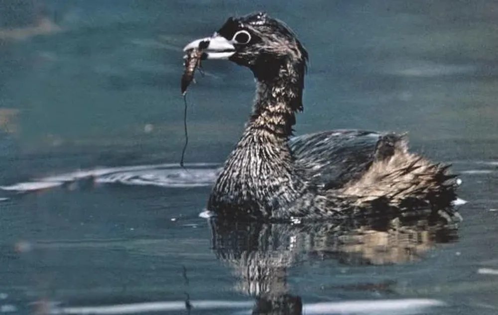 El pato poc o macá de Atitlán (Podilymbus gigas) se extinguió por una variedad de factores, desde la caza hasta un terremoto