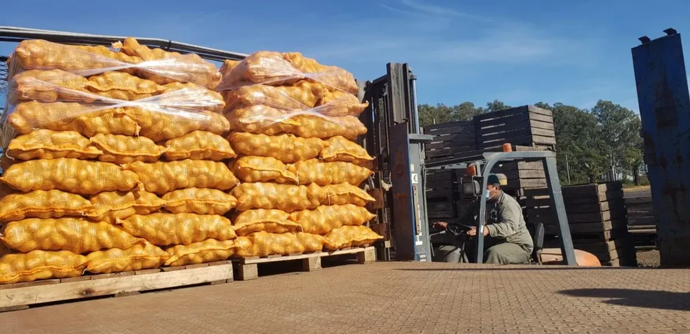 La semana próxima se abrirá una licitación para la compra de 45.000 kilos más de papa.