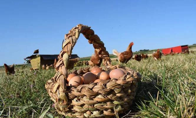 Producción de huevos en La Topada, con base en el respeto al bienestar animal.