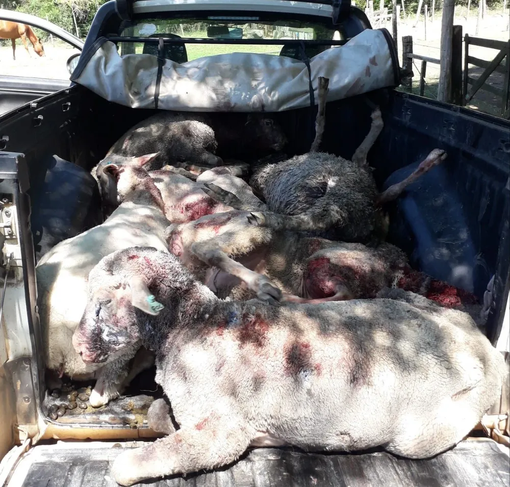 Ataque de perros en Fraile Muerto, Cerro Largo.