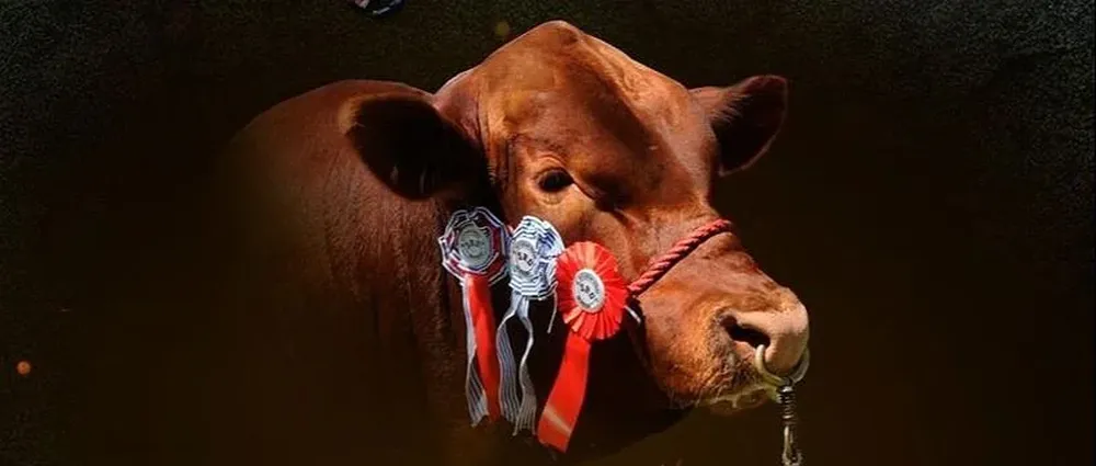 La cabaña Rincón de los negros, de la familia Duarte, ofertará Angus y Brangus.