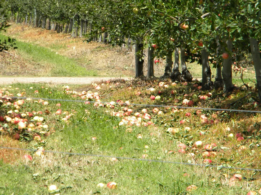 Hubo grandes destrozos en manzanos en la zona de Progreso