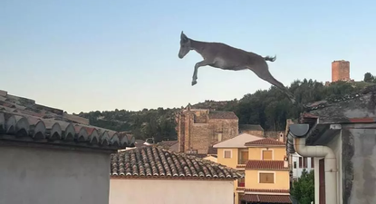 Cabras voladoras en Jérica: saltan por los tejados y alarman a los vecinos, máxima preocupación. (El Periódico Mediterráneo)