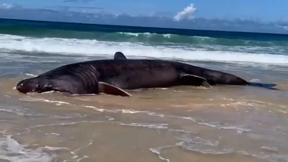 El tiburón varado en la playa