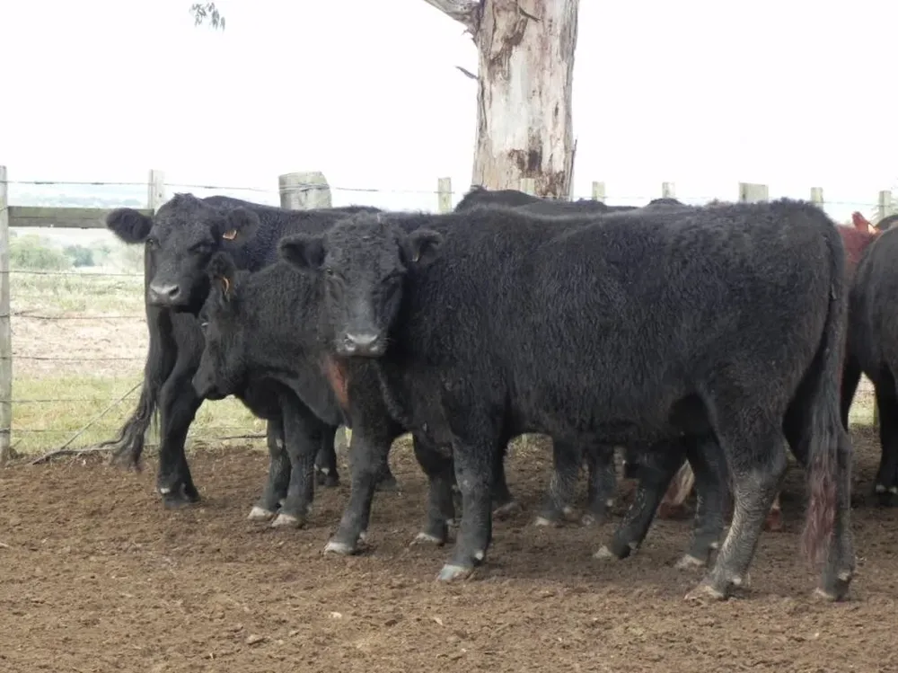 Los DEP y su aplicación en la selección genética