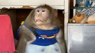 El mono Godzilla que murió en Tailandia con graves problemas de salud por ser alimentado con dulces y chocolates
