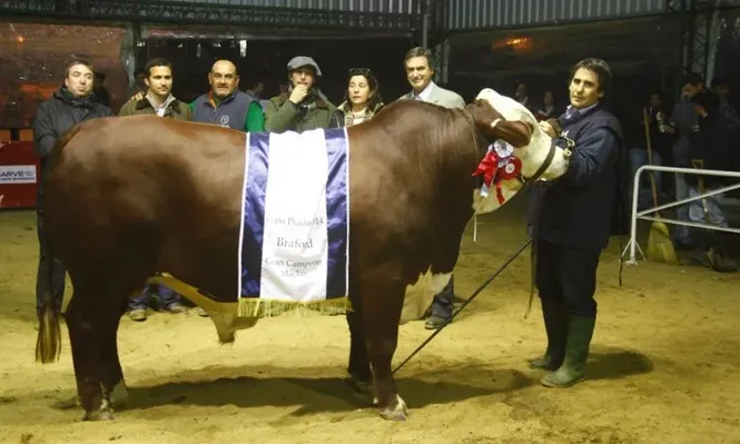 El Gran Campeón Braford de La Perdíz