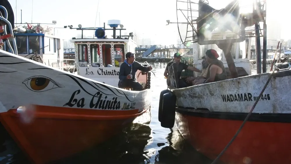 Pescadores fueron advertidos sobre una nueva veda de captura de corvina negra.