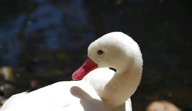 Gripe aviar: se detectó en un ejemplar de cisne coscoroba.