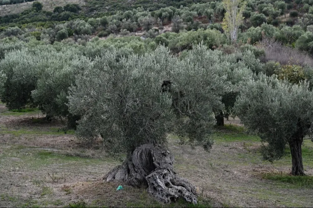 La situación implica un duro golpe para la economía griega, que exporta unas 185.000 toneladas anuales de aceitunas por un valor de € 450 millones.