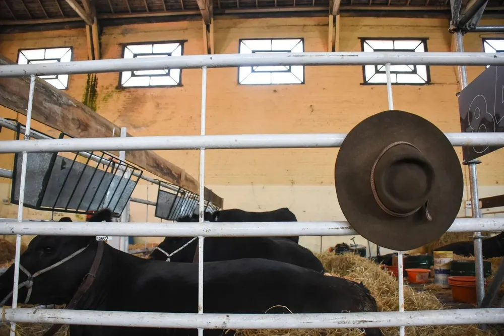 Aberdeen Angus, en la Expo Rural Prado.