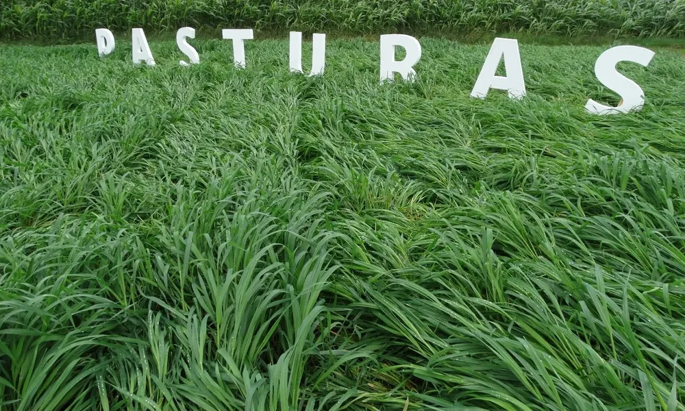 Facilitan la inversión en un activo clave: las pasturas.