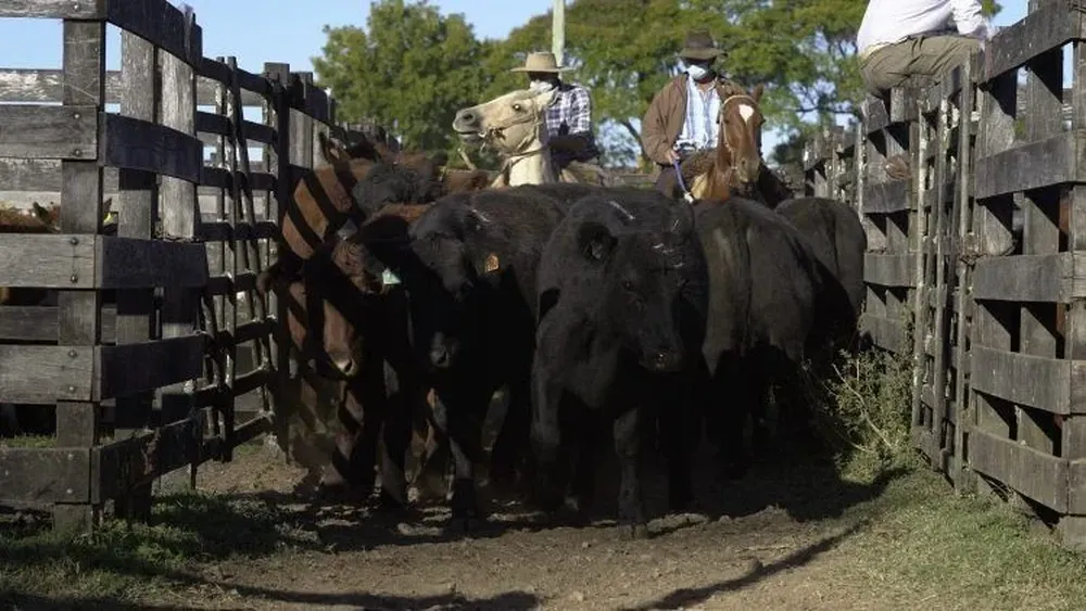 La venta se hizo en el local Ansina.