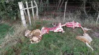 Abigeato: un delito de alto impacto económico y emocional para el productor. Abigeato: un delito de alto impacto económico y emocional para el productor.