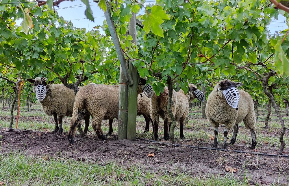 Bozales para ovinos, innovación tecnológica creada en Uruguay.