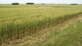 Subió el precio promedio de la hectárea