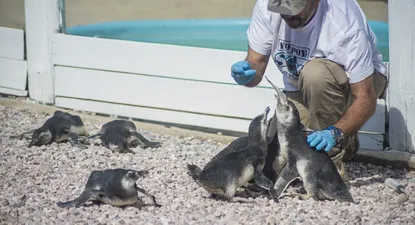 Tersore alimentando pingüinos, 2019