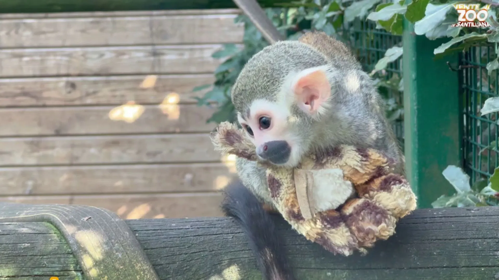 `Richter´, junto a su inseparable peluche en el zoo de Cantabria.