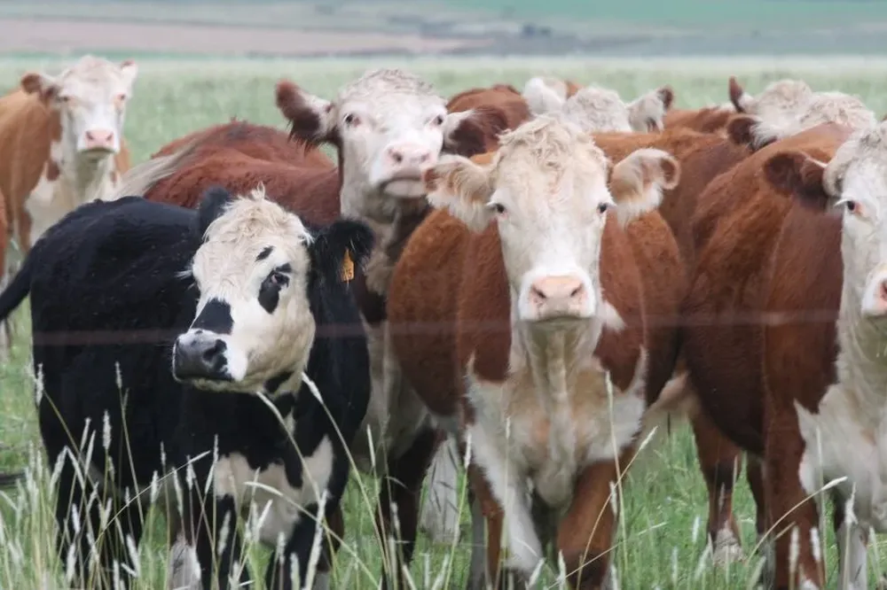 Los pagos por la hacienda gorda están mejorando.