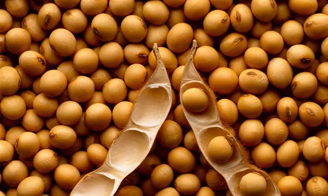 Cultivadores de soja esperan batir un nuevo récord de producción y exportación