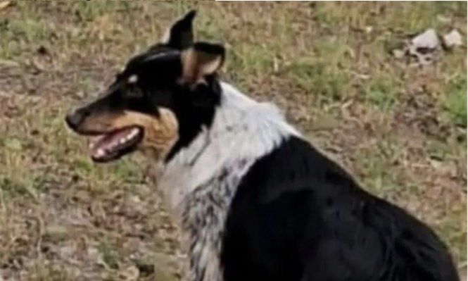 Yuli, la perra decapitada en Paysandú