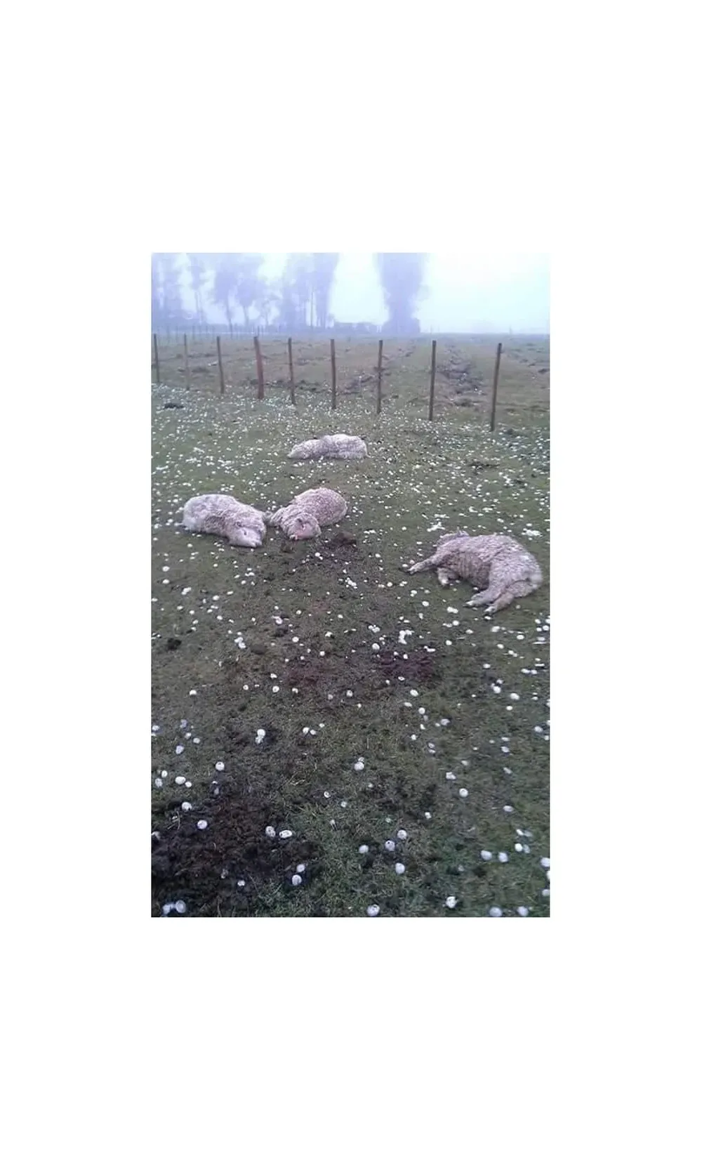Ovinos muertos tras el temporal de este lunes en Cerro Chato