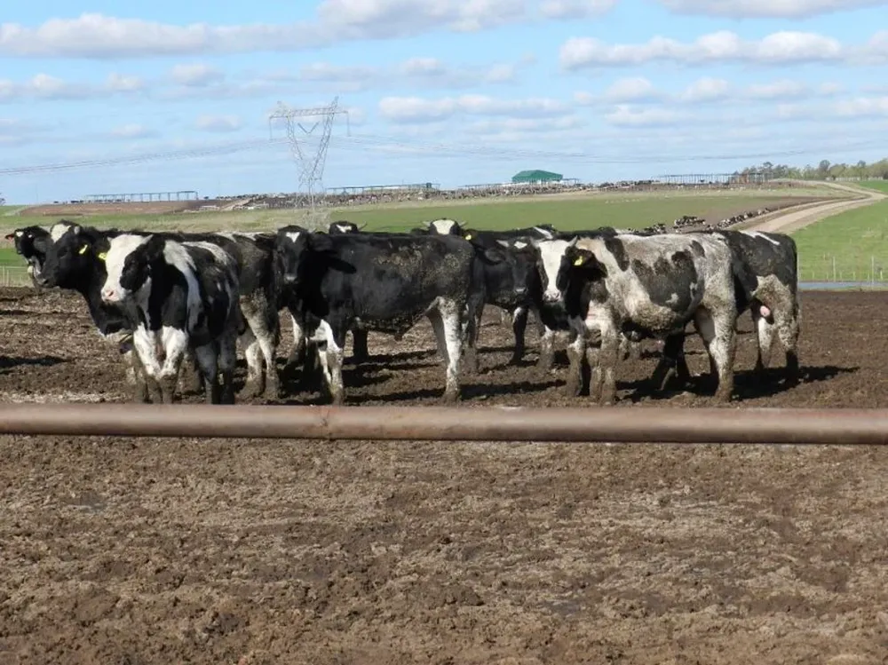 Los novillos Holando especialmente preparados tienen ahora una buena demanda por algunos frigoríficos