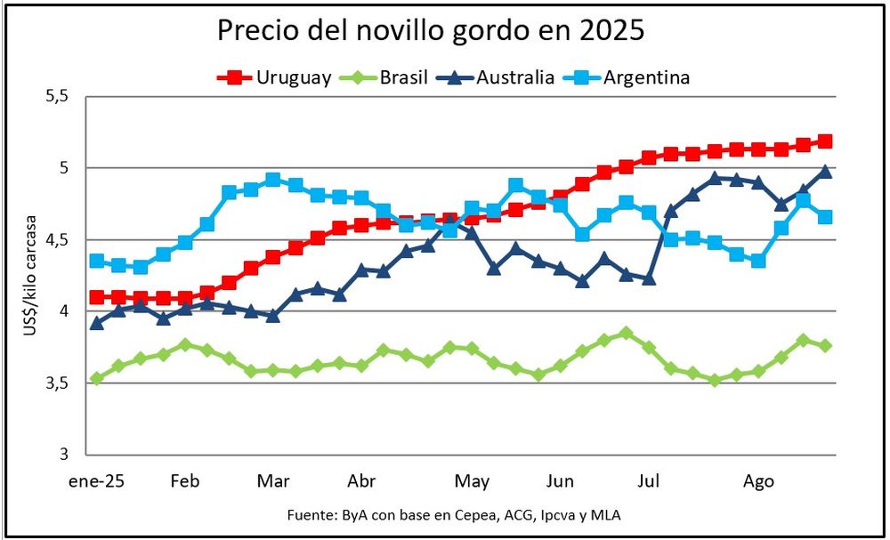 Novillos: el precio sigue encendido.