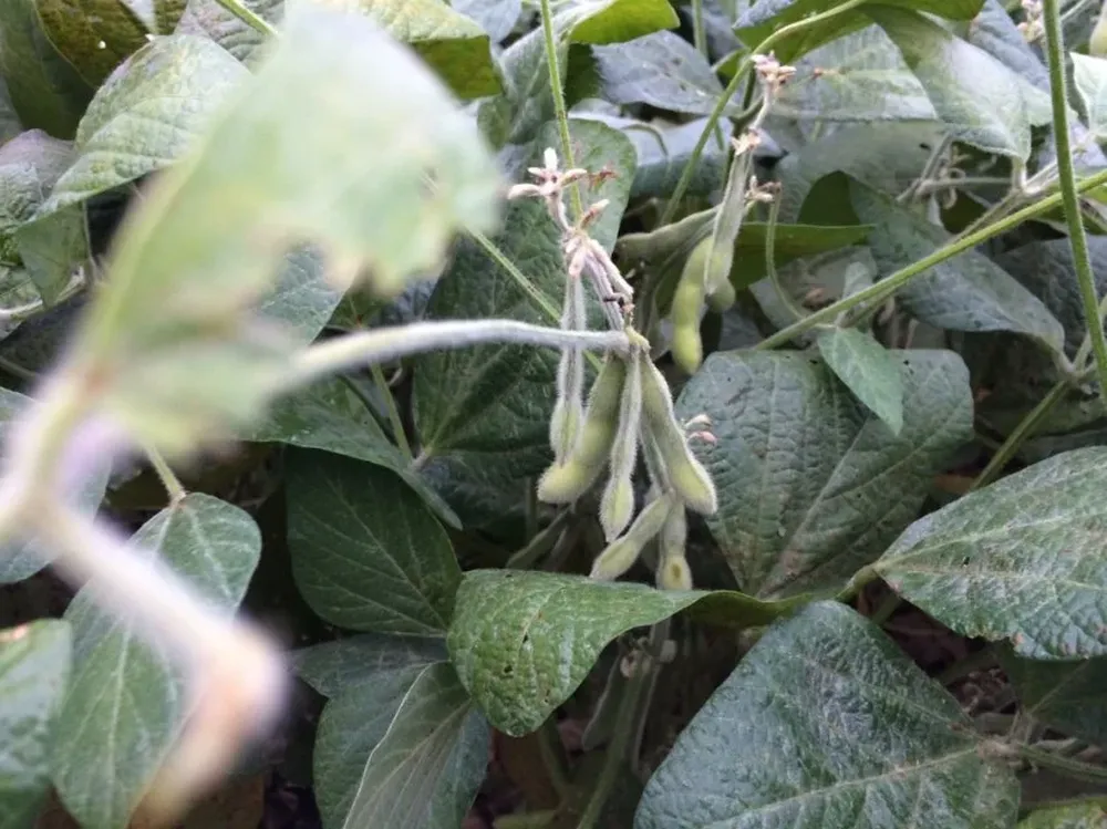 China y Uruguay inician un camino conjunto por obtener soja no transgénica