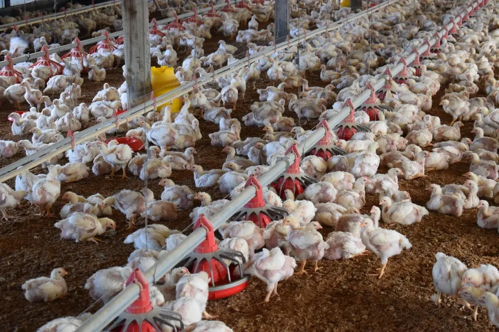 Hasta el momento el gobierno encontró cinco casos de gripe aviar, en animales muertos encontrados en Maldonado.