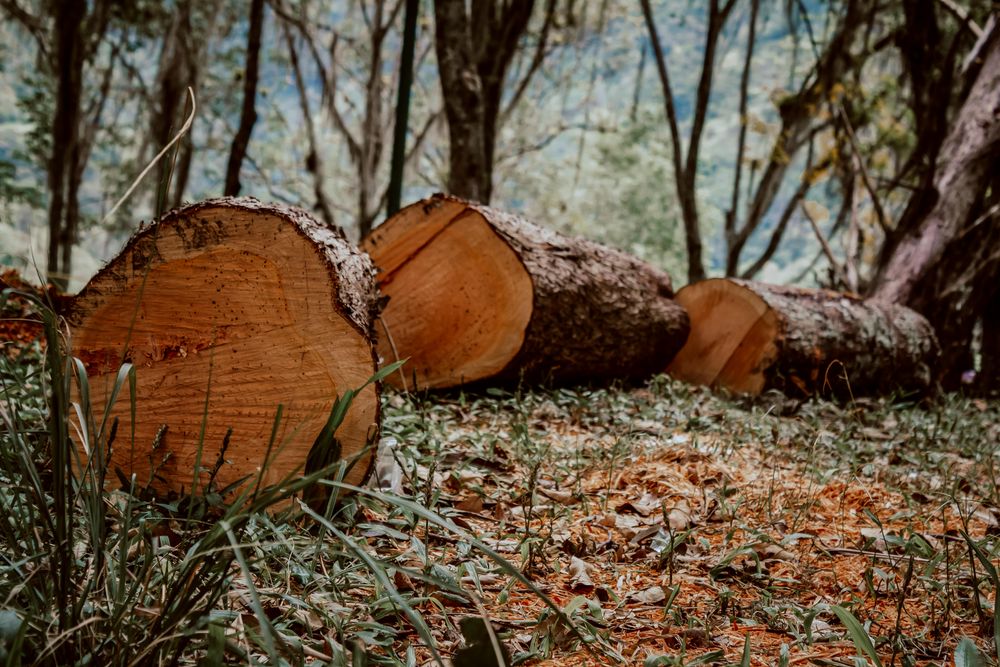 Bosques tropicales: su protección es de alta relevancia para el planeta y quienes lo habitan.