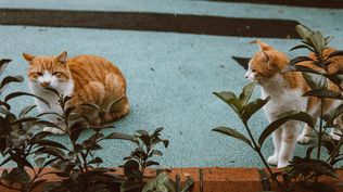 Los gatos son propensos a intoxicarse por masticar plantas comunes en el hogar.  