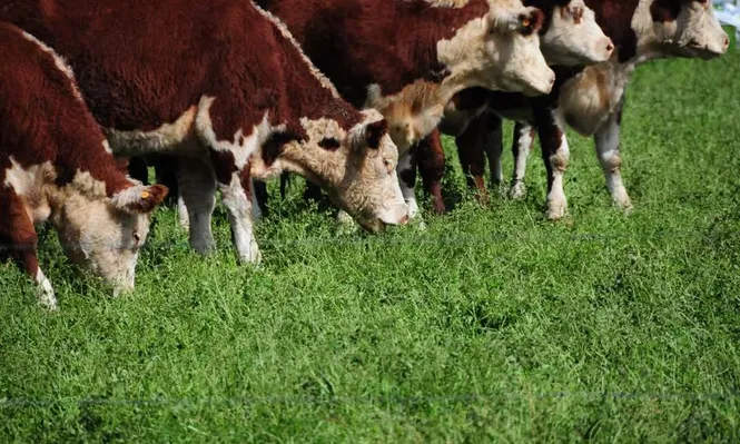 La industria no cede del pago de US$ 3,50 por kilo
