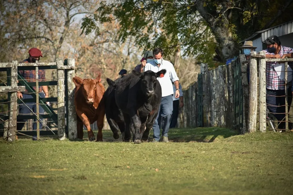 En este evento se calificaron vientres, terneros y hubo un remate de ejemplares.