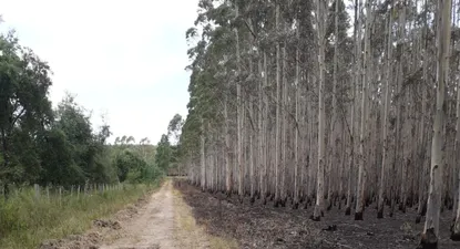 La limpieza se hará primero en las zonas afectadas por el fuego y luego se repetirá en otras partes del país.