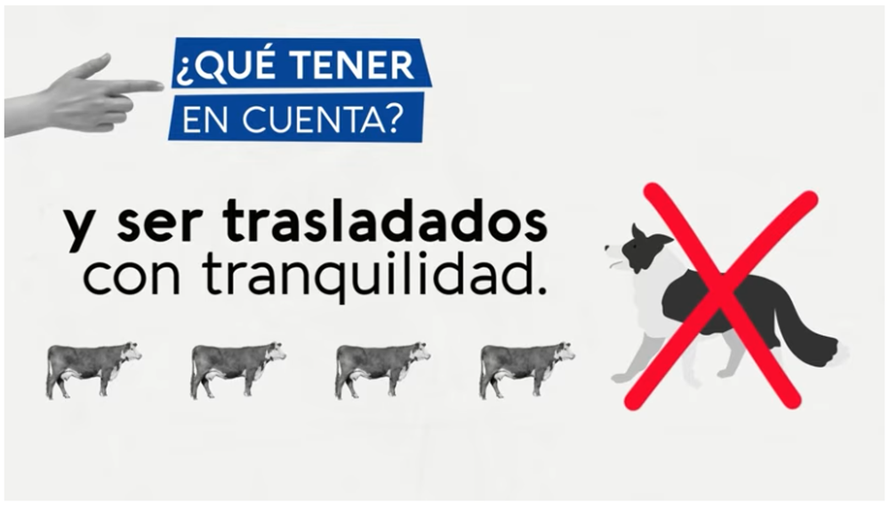 MGAP difundió un video con consejos sobre buenas prácticas para vacunar contra la aftosa.