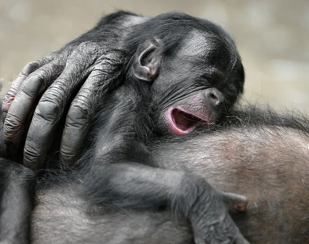 El genoma del bonobo y el del ser humano difieren en 1,3%