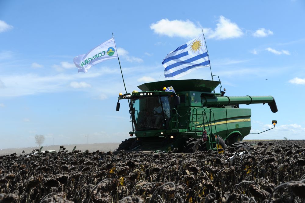 Inauguración de la cosecha de girasol.