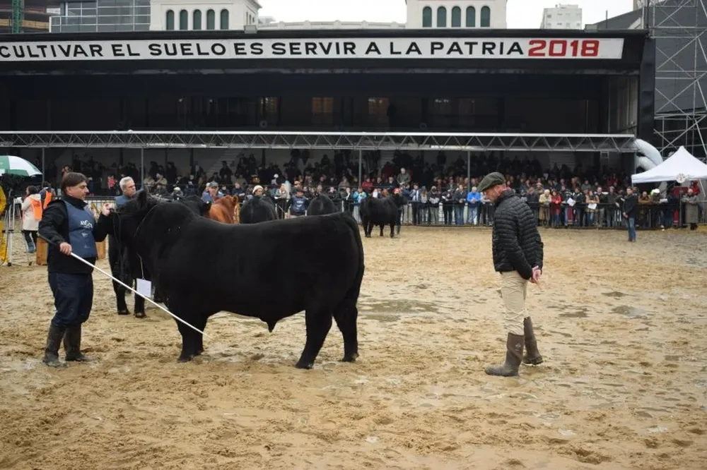 El toro expuesto por las cabañas La Rubeta y Frigorífico Modelo.
