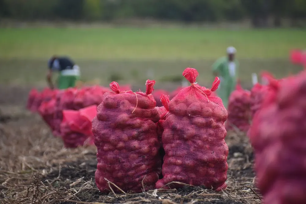 Producción de papa en una chacra lindera al Penal de Libertad.