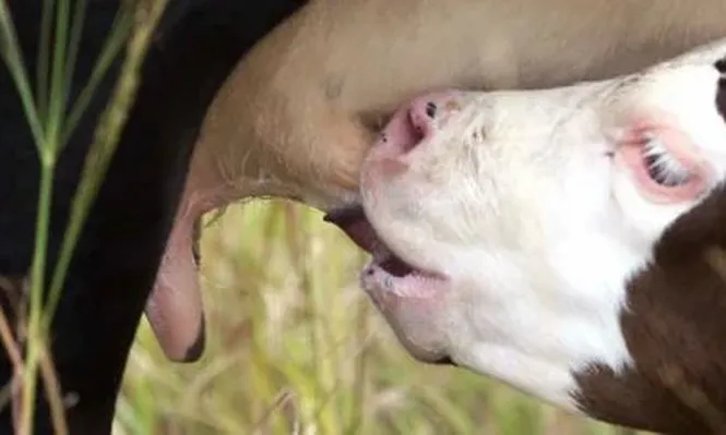 Un momento de apertura de mercados y retención de vientres