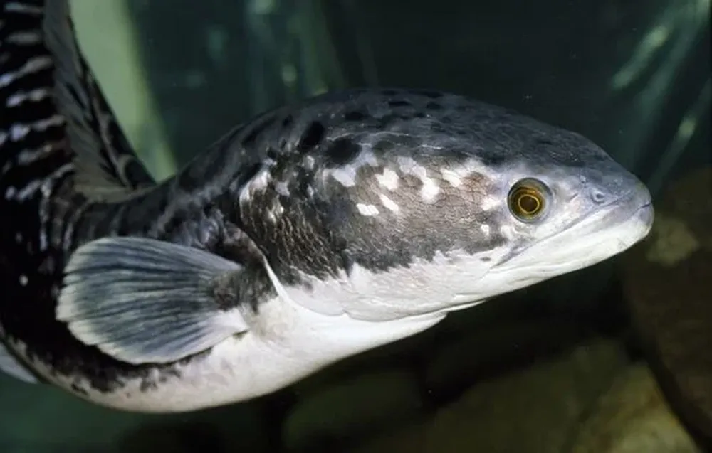 Pez cabeza de serpiente Este predador voraz es temido en Estados Unidos, donde se teme que se instale como especie invasora y prede sobre la fauna acuática autóctona. Estos animales de agua dulce, que pueden llegar a medir un metro de largo, se alimentan de invertebrados, sapos y peces más pequeños. No obstante, son conocidos por atacar prácticamente todo lo que se mueve.
