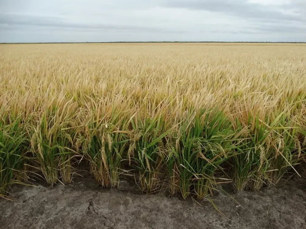 El área a sembrar con arroz será la menor en muchos años.