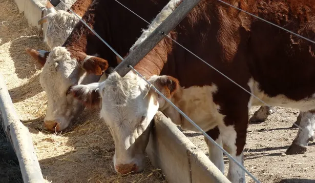 Distintas empresas particulares ofrecen instrumentos para invertir en ganado que no están regulados por el BCU.