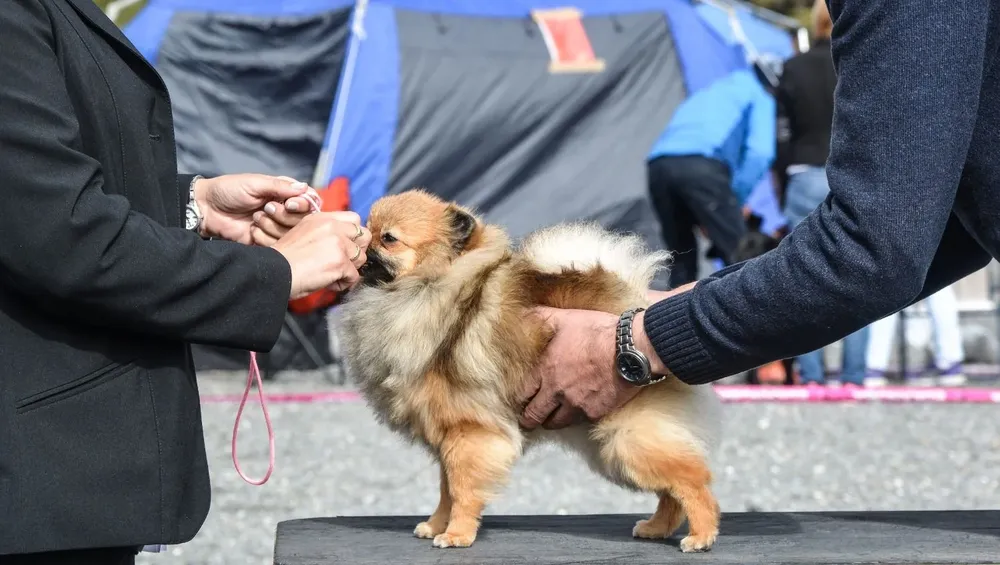Perros de raza en exposiciones.