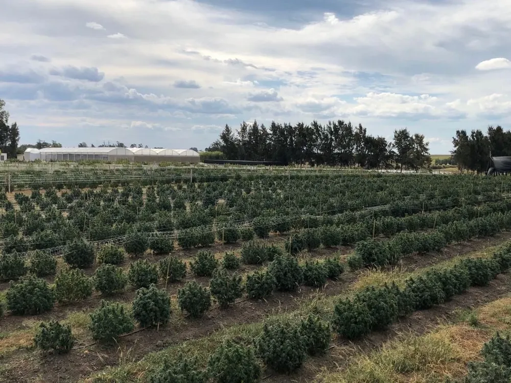 Uruguay está explorando el desarrollo del cultivo del cáñamo en Uruguay.