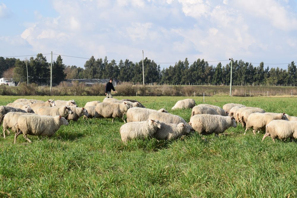 Productores de ovinos: la oveja en predios pequeños es una alternativa que suma adeptos.