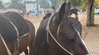 El embajador británico sufrió traumatismo de cráneo al caer de un caballo en el desfile de la Patria Gaucha